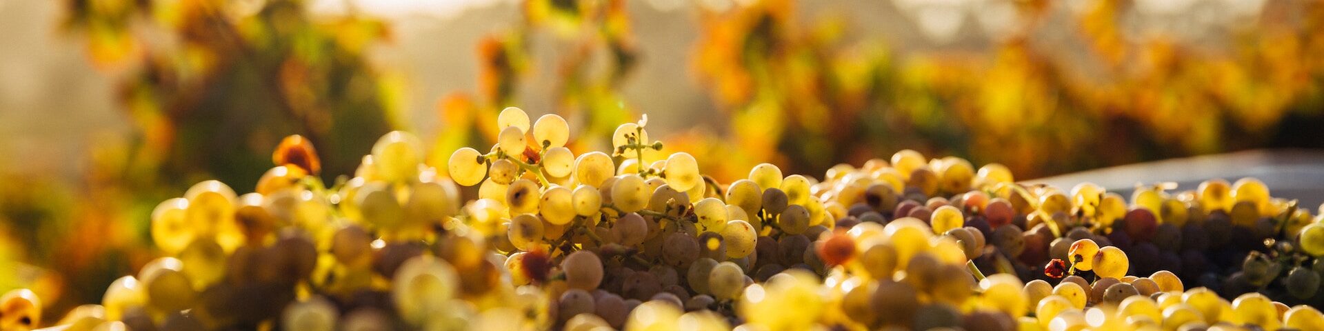 The Grape Escape: A Wine Tasting Tour Of Chile’s Casablanca & Colchagua Valleys